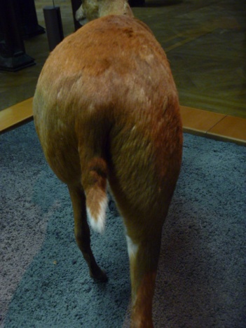 画像(351x468)・拡大画像(480x640)