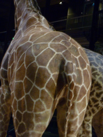 画像(351x468)・拡大画像(480x640)