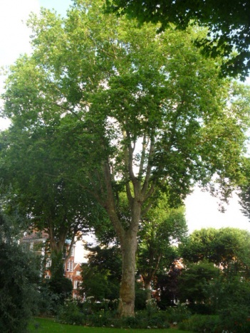 画像(351x468)・拡大画像(480x640)