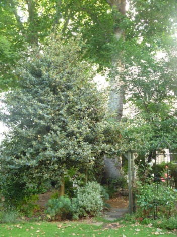 画像(351x468)・拡大画像(480x640)