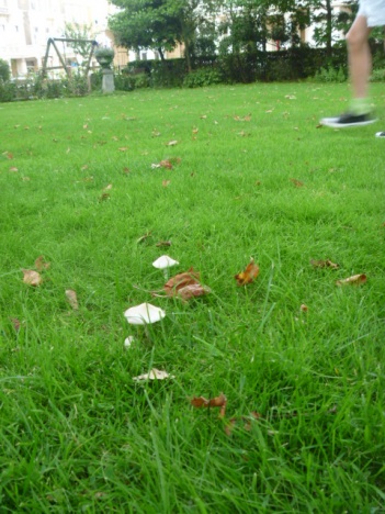 画像(351x468)・拡大画像(480x640)